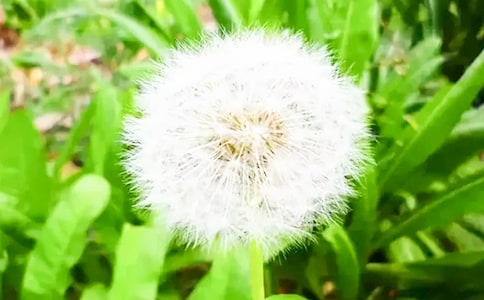 《蒲公英》幼兒園小班科學(xué)教案（精選13篇）