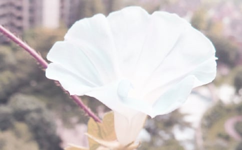 牽牛花的開花時間及養護方法
