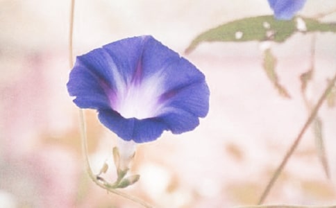 牽牛花大班教案(精選15篇)