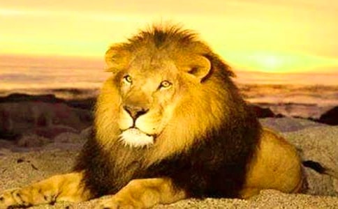 獅子座男生和什么座最配