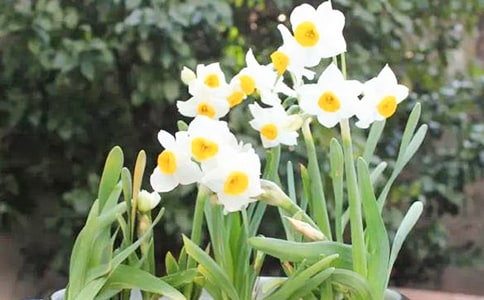 水仙花雕刻后的養護管理方法