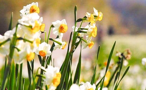 水仙花花語是什么