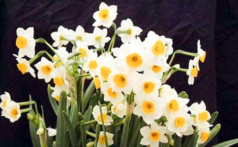 水仙花開花的時(shí)間