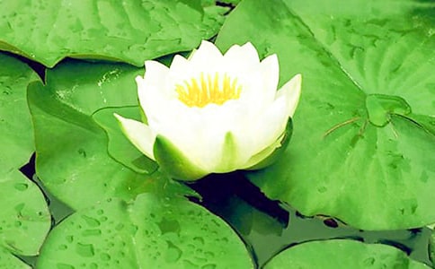 睡蓮開花時間是什么時候