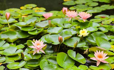睡蓮是什么時候開花