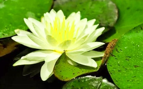 睡蓮怎么養