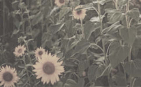 《太陽花》的閱讀理解與答案