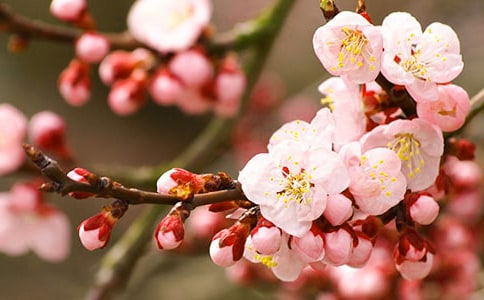 怎么增加桃花運