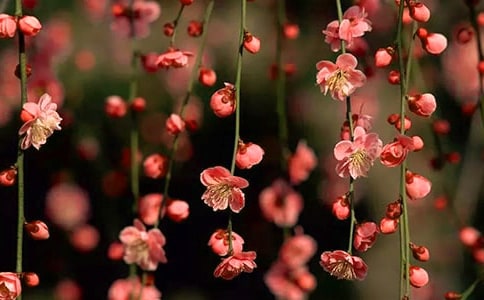 客廳風(fēng)水桃花運(yùn)設(shè)計