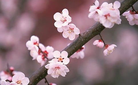怎樣才能有桃花運
