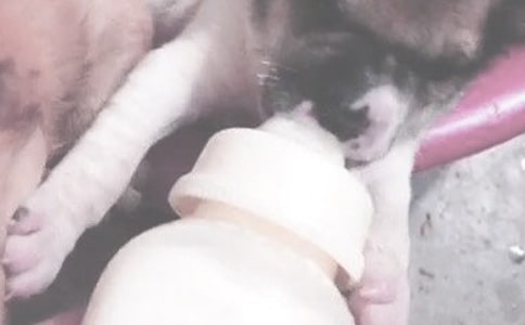嬰兒喂奶時間如何安排