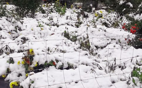 小班美術教案：下雪了