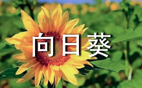 矮向日葵什么時候開花