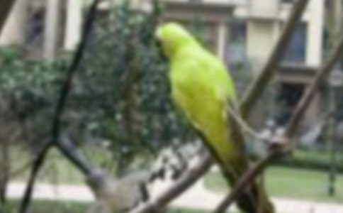 安卓版小鳥爆破Birzzle游戲詳細攻略