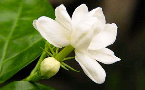 夜來香花在什么時候開花