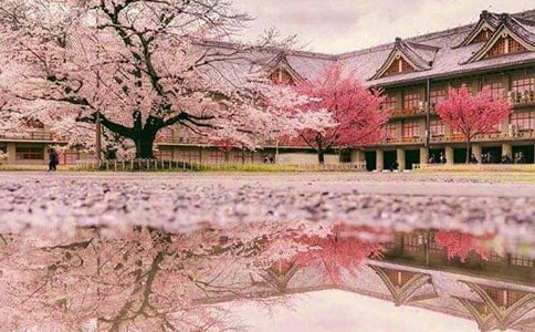 日本櫻花開花的時間