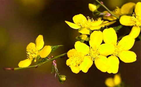 迎春花是什么時候開花