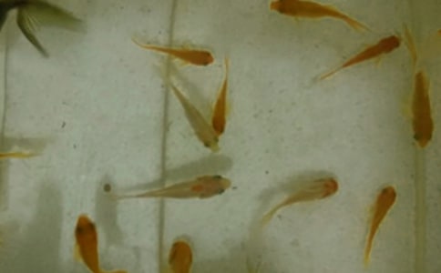 如何挑選羅漢魚苗