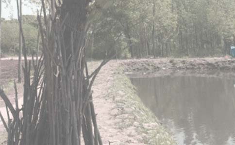 魚塘釣鯉魚技巧