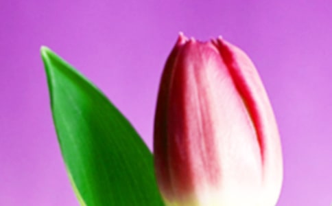 白色郁金香花語是什么