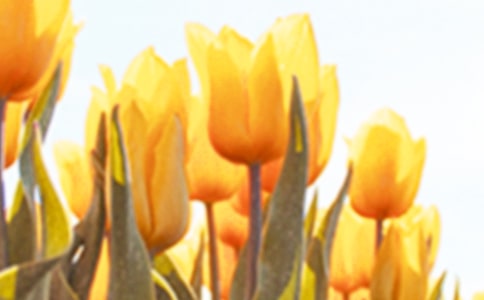 紅色郁金香的花語(yǔ)是什么