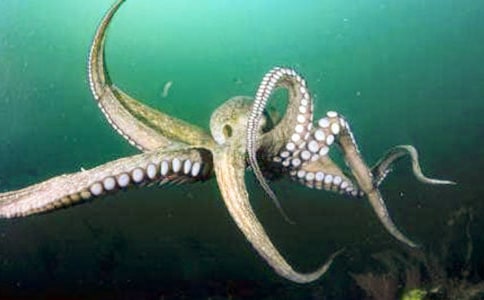 辨魷魚、章魚和墨魚有什么區別
