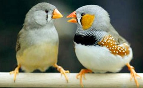 珍珠鳥閱讀訓練附答案