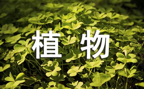幼兒中班植物寶寶科學教案