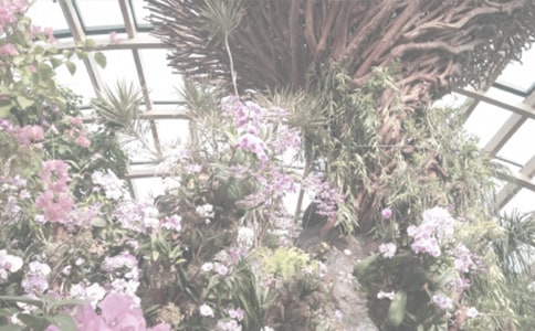 深圳仙湖植物園好玩嗎