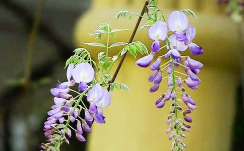 紫藤花下的一對(duì)兄弟童話故事