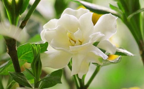 梔子花有什么用途