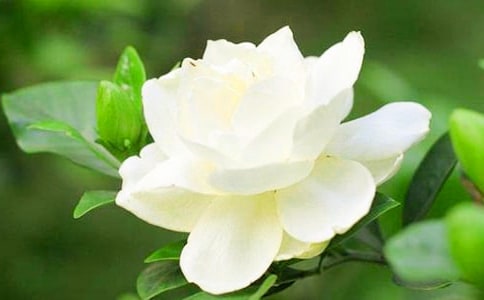 梔子花樹什么時候開花