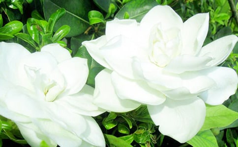 一朵梔子花閱讀答案