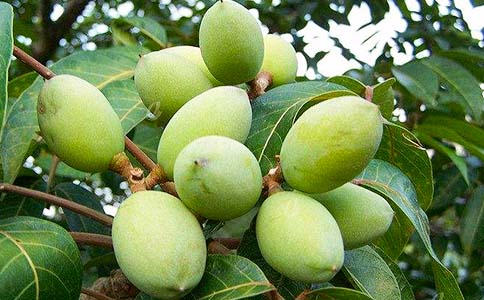 橄欖油護(hù)膚的妙用