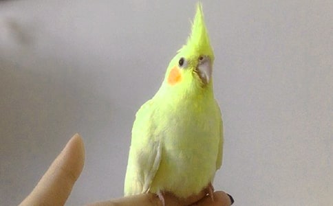 牡丹鸚鵡怎么養