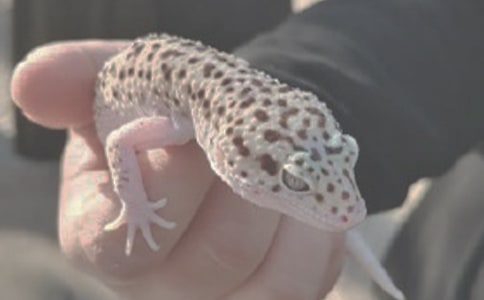 鬃獅蜥蜴吃什么