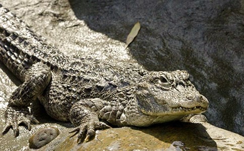 鱷魚眼淚睡前故事